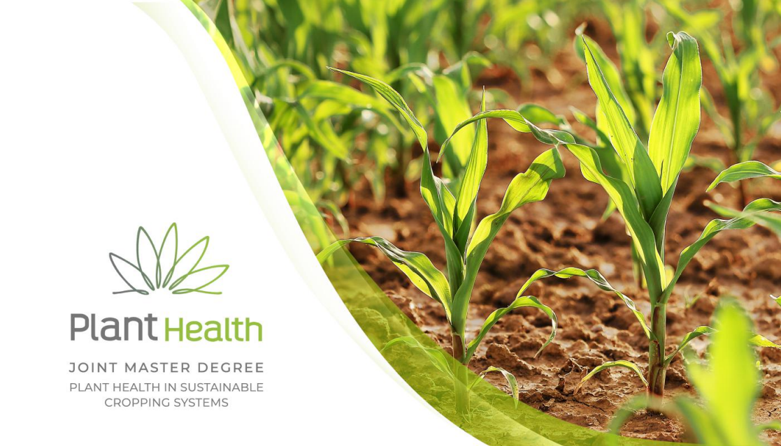 Na voljo štipendije za magistrski program Zdravje rastlin in trajnostni poljedelski sistemi